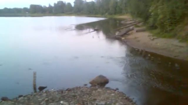 рыба плещется в воде смотреть онлайн