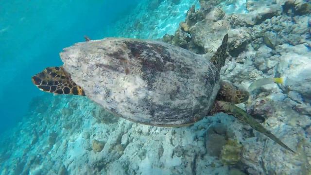 Летающая черепаха/ Flying turtle смотреть онлайн