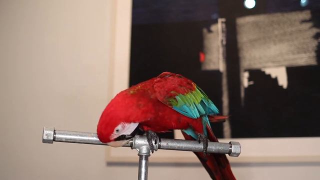 Parrot ASMR / Mukbang eating food vegetables and nuts смотреть онлайн