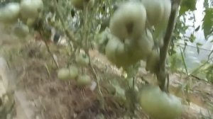 Открывать ли теплицы в холодную,дождливую погоду?