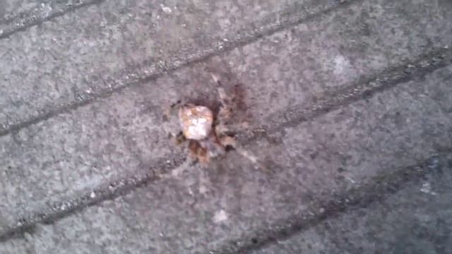 Самый опасный паук Крестовик — паук Araneus diadematus смотреть онлайн