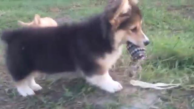 Вельш-корги-пемброк 01 смотреть онлайн