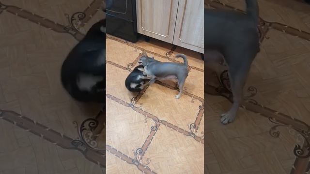 Мамочки разыгрались. Чихуахуа от Эмилии Готфрид. смотреть онлайн