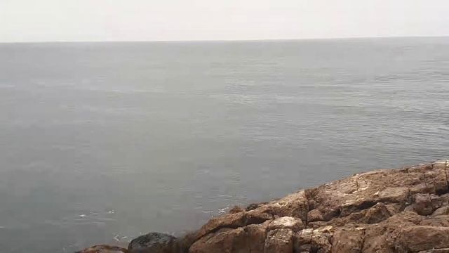Крымские дельфины : афалины, азовки и белобочки ) смотреть онлайн