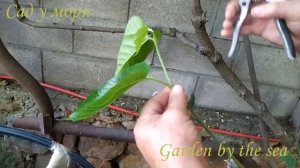 Укоренение зелёными черенками Пакистанской шелковицы и Киви