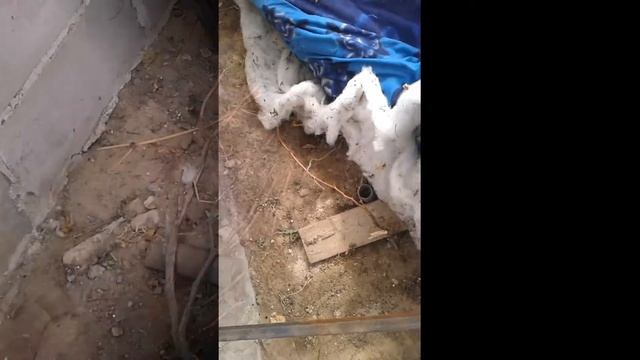 Открываю виноград в теплице