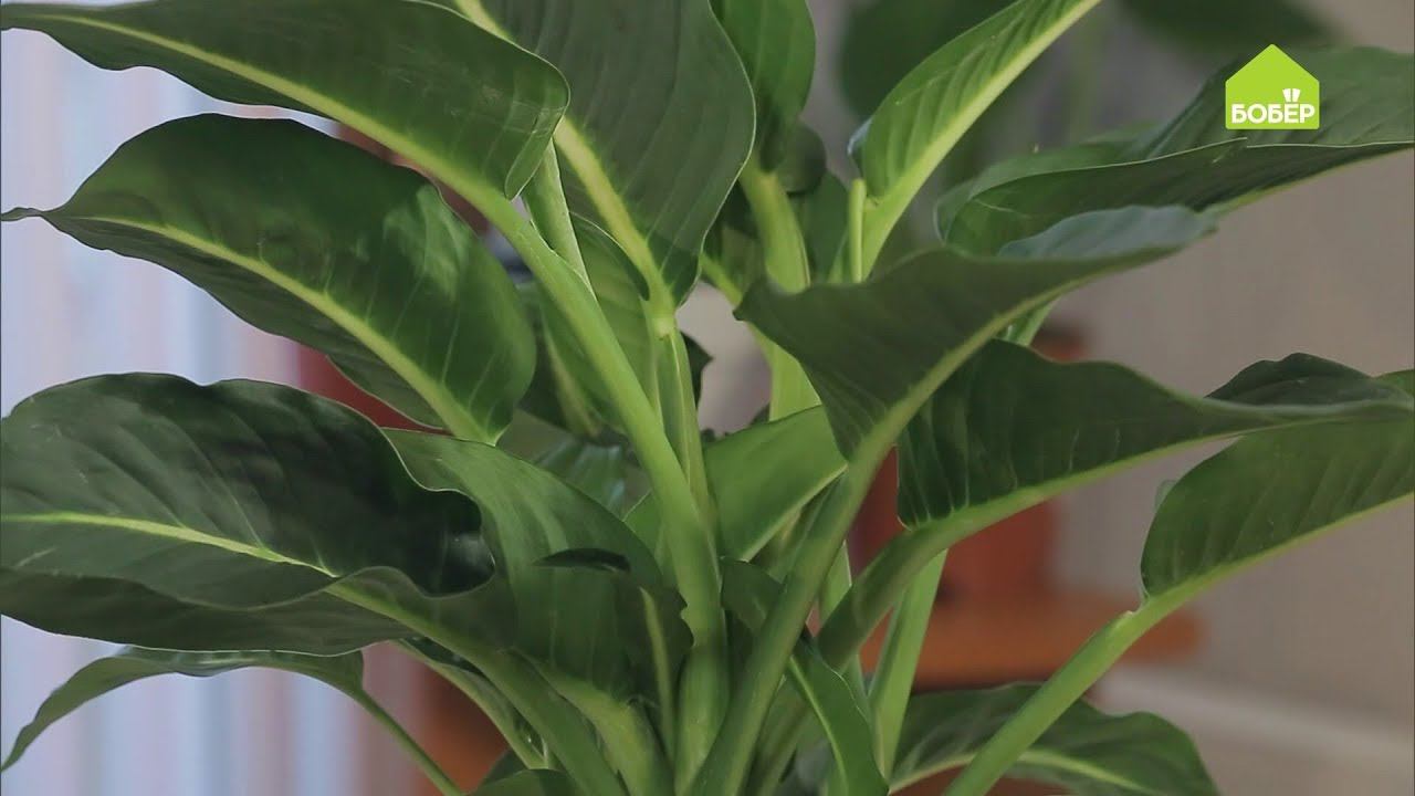 Диффенбахия: как правильно ухаживать и пересадить смотреть онлайн