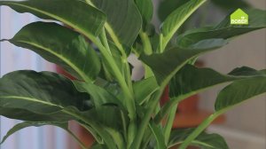 Диффенбахия: как правильно ухаживать и пересадить