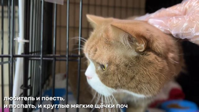 ЦИННАМОН смотреть онлайн