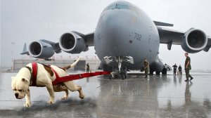 20 Самых Сильных и Опасных Пород Собак в Мире