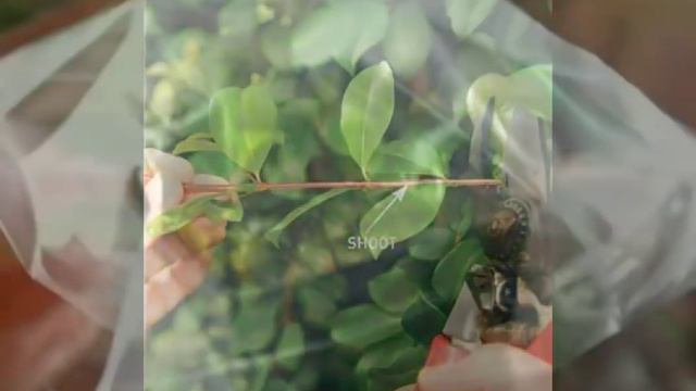 معلومات عن نبات الفل، كيفية رعاية نبات الفل و طرق إكثاره