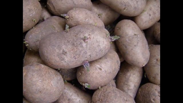 Сколько дней растет картофель от посадки до сбора урожая смотреть онлайн
