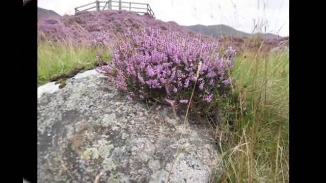 Вереск -  вечнозеленое украшение вашего сада
