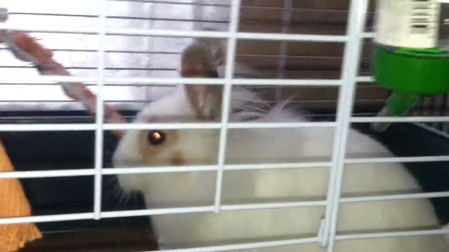 Кролик пьёт! смотреть онлайн