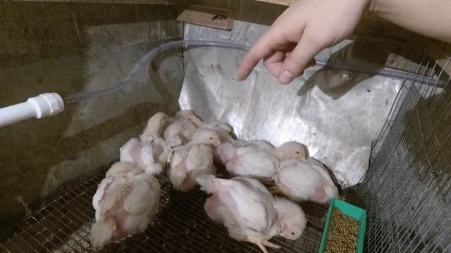 Бройлерам 3 недели. Перевожу с ПК5 на ПК6 ЗАЧЕМ и ПОЧЕМУ?! Автономная МиниФерма смотреть онлайн