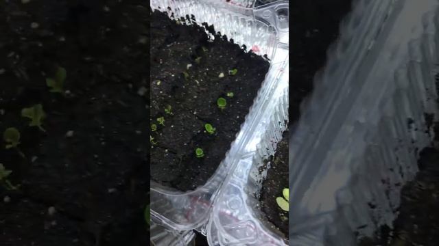 Подкормка растений от А до Я смотреть онлайн