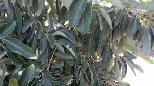 Bacon Avocado and Hass Avocado Tree Varieties