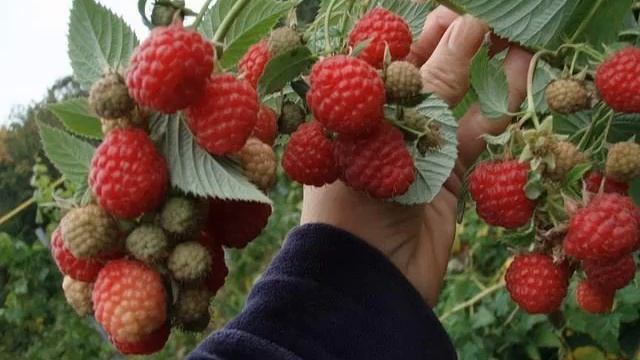 Малина сорт Гигант Московский: описание, фото смотреть онлайн