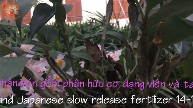 XUYEN CHI || Dendrobium farmeri || KIỀU VUÔNG HOA TÍM GHÉP LŨA смотреть онлайн