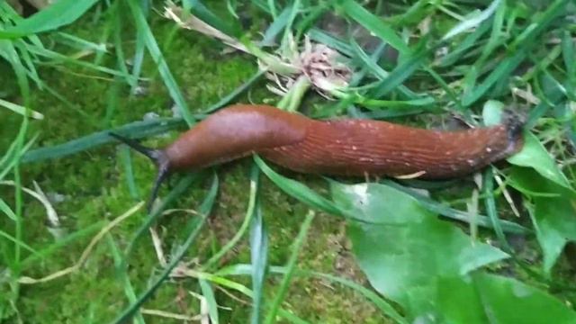 Гадкие слизни в подмосковье смотреть онлайн