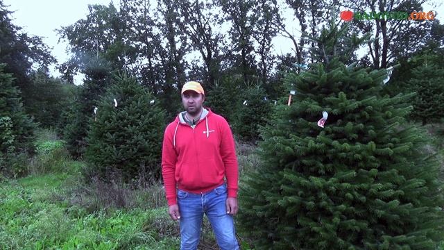 Цены на елки. Сколько стоит живая елка в Москве? смотреть онлайн