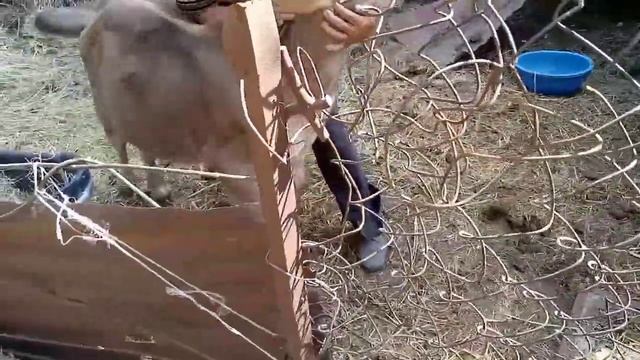 Ящур емдеу!Ящур лечение!Аусылды емдеу!#ящур#аусыл#бесағаш#cow#cowvideos #bull