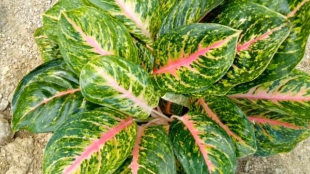 Aglaonema | Aglaonema Boxing Mutation | Aglaonema Plants | Aglaonema Price | Tipid Che