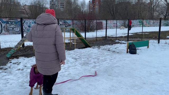 Групповая дрессировка собак