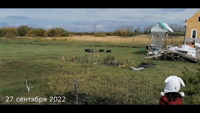 ЖИВАЯ ИЗГОРОДЬ ИЗ ХВОЙНЫХ смотреть онлайн