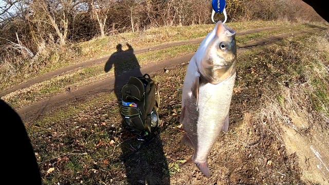 Рыбалка на спиннинг 30.12.2020. Предновогодний подарок от толстолоба.... смотреть онлайн