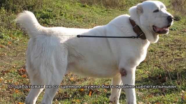 Дрессировка алабая в домашних условиях щенка и взрослого смотреть онлайн