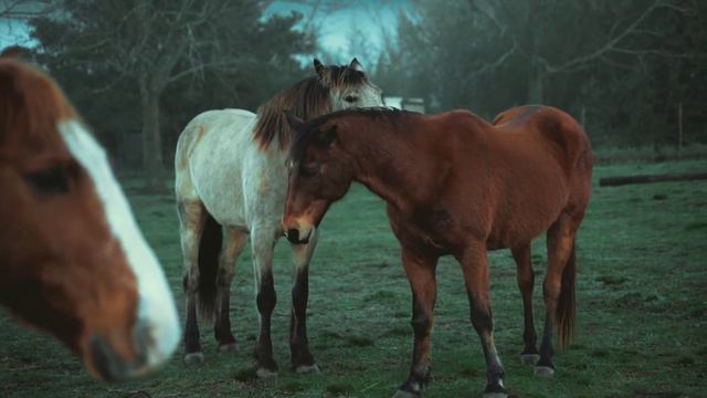 самые красивые Лошади #лошадь смотреть онлайн