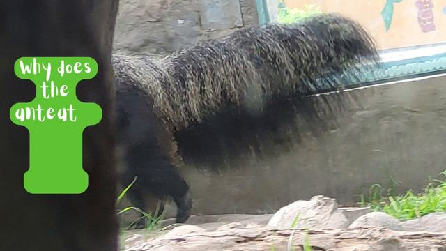 City ZOO смотреть онлайн