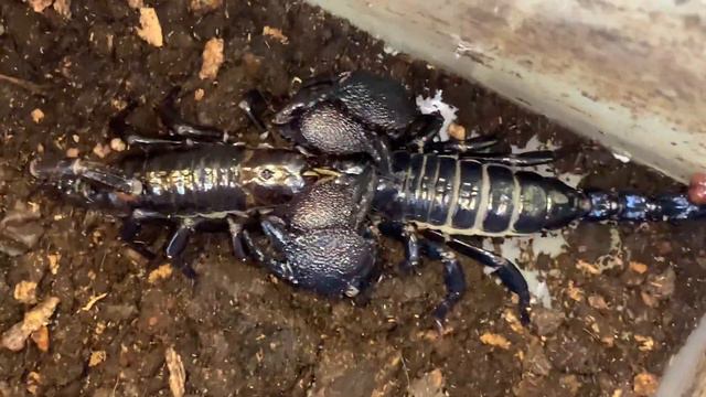 Emperor scorpion courtship смотреть онлайн