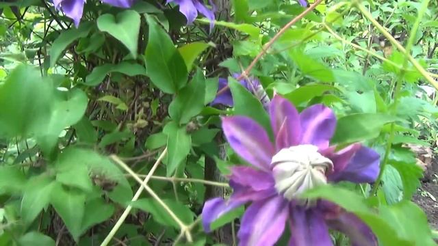 Обзор клематисов. смотреть онлайн