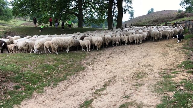 Sheep and Goat Herding With Dogs смотреть онлайн