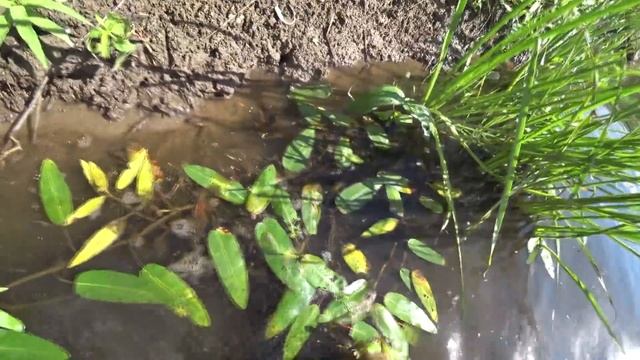 ЛОВИМ РЫБУ НА БОЛЬШОЙ ТРЕУГОЛЬНИК! НАС ПОЙМАЛ РЫБНАДЗОР! ЛОВИМ РЫБУ НА КОБЫЛУ! смотреть онлайн