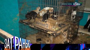 «За гранью : «Собачья жизнь» | Выпуск от 5 октября 2023 года