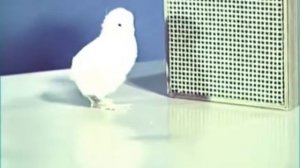 Киножурнал «Хочу всё знать» Выпуск №103 1975 г СССР