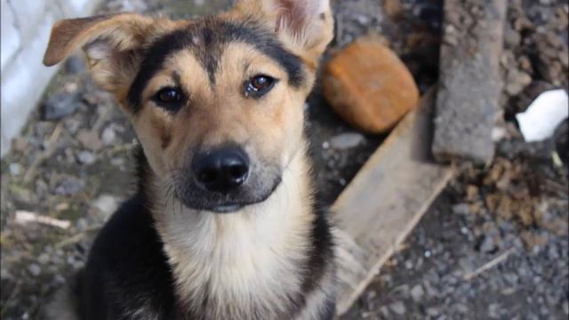 Песня про Никельский приют. пгт Никель. смотреть онлайн