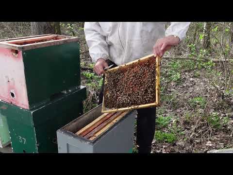 подготовка семей супер раннему медосбор смотреть онлайн