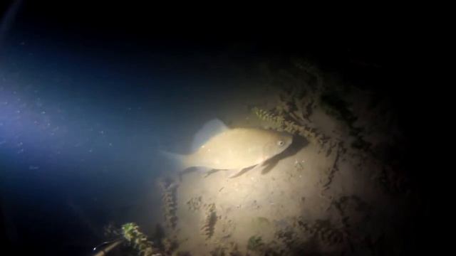 На озере. Съемка под водой. Окунь-карась-щука. смотреть онлайн