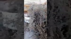 КАС-81: состав и дозировка препарата. КРАТКО. ПРОСТО.