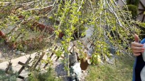 Ива.Топ 6 красивых ив.Декоративные.Красивые.Для небольших садов.Сад .Дача.Ландшафтный дизайн.