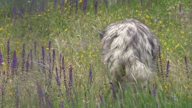 Гиена гуляет в высокой траве! Красиво! смотреть онлайн