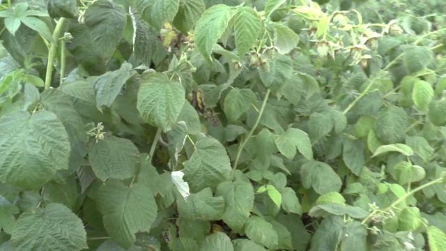 Ремонтантная малина Оранжевое чудо смотреть онлайн