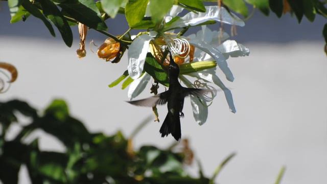 Ariel Ramirez - Misa Criolla - La Peregrinación (huella pampeana) - guitar смотреть онлайн