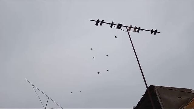 Голуби Тулегена Астраханская Область п Зензели смотреть онлайн