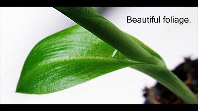 Canna Indica - From seed to seedling смотреть онлайн