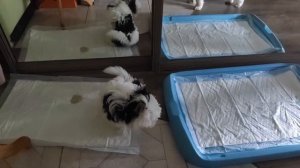 Как приучить щенка ходить в туалет на пеленку